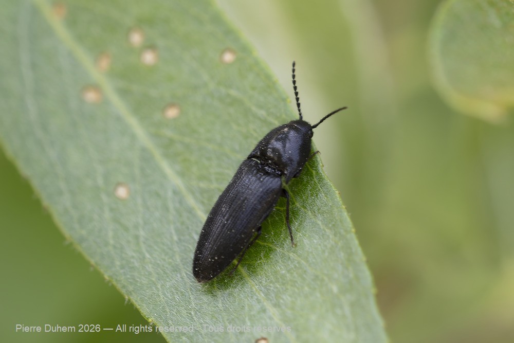 Insecta > Coleoptera > Elateridae > Ampedus nigerrimus