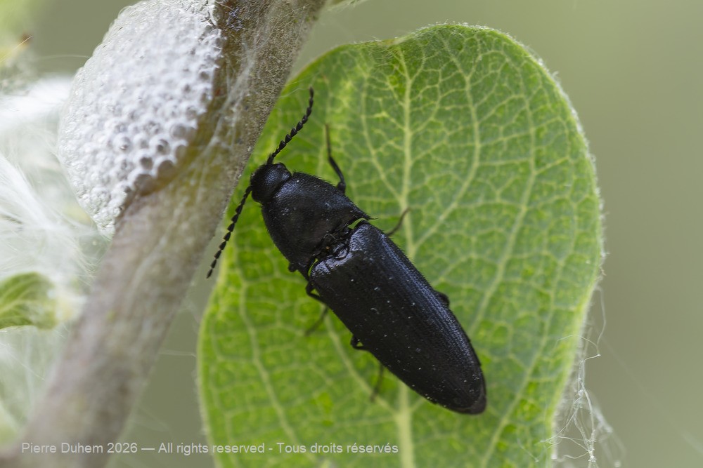 Insecta > Coleoptera > Elateridae > Ampedus nigerrimus