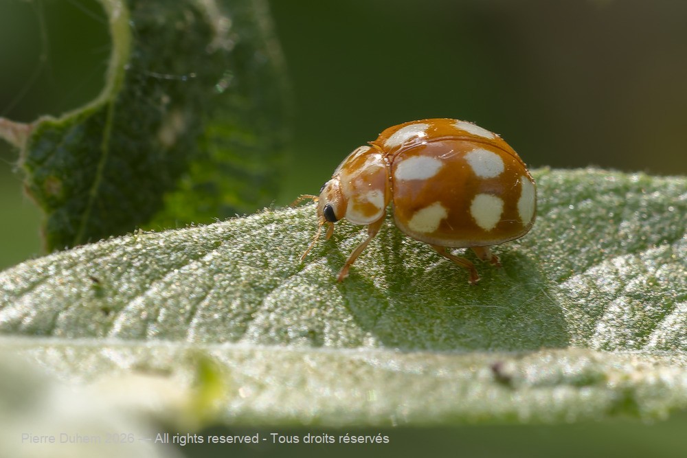 Insecta > Coleoptera > Coccinellidae > Vibidia duodecimguttata