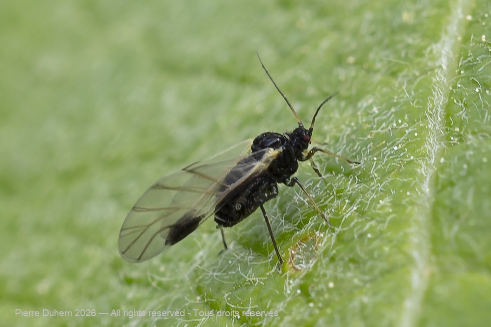 Chaitophorus populeti