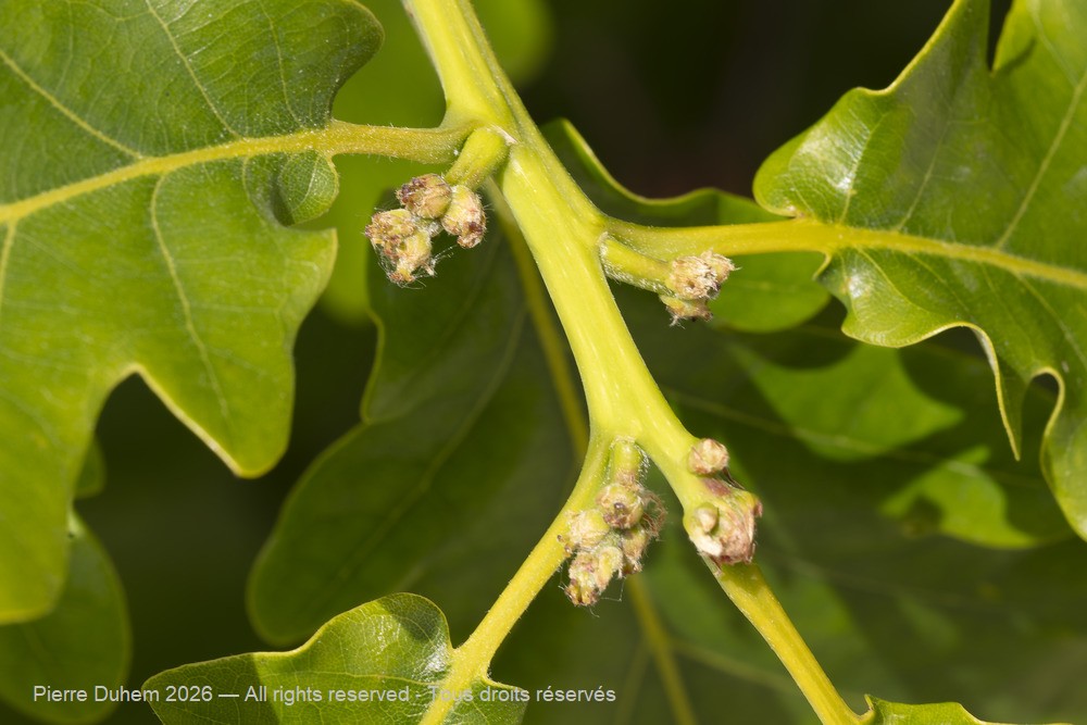  > Fagales > Fagaceae > Quercus pubescens