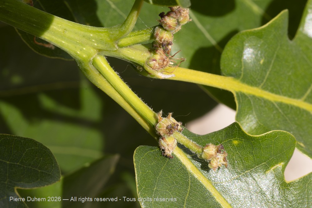  > Fagales > Fagaceae > Quercus pubescens