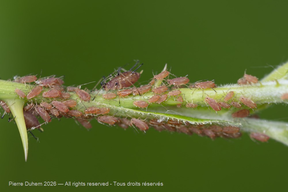 Insecta > Sternorrhyncha > Aphididae > Macrosiphum rosae