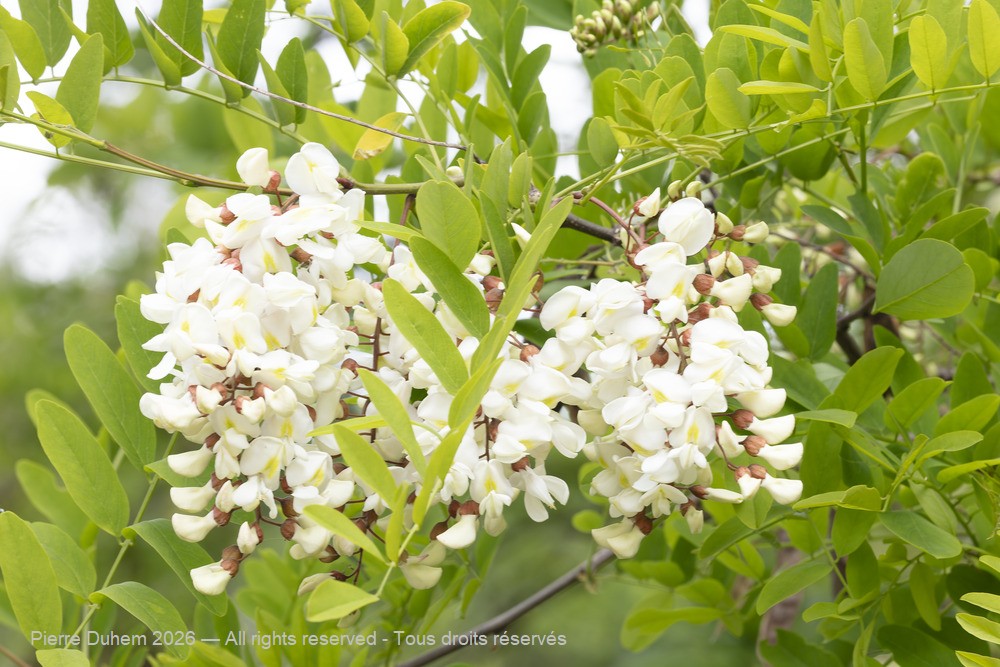  > Fabales > Fabaceae > Robinia pseudoacacia