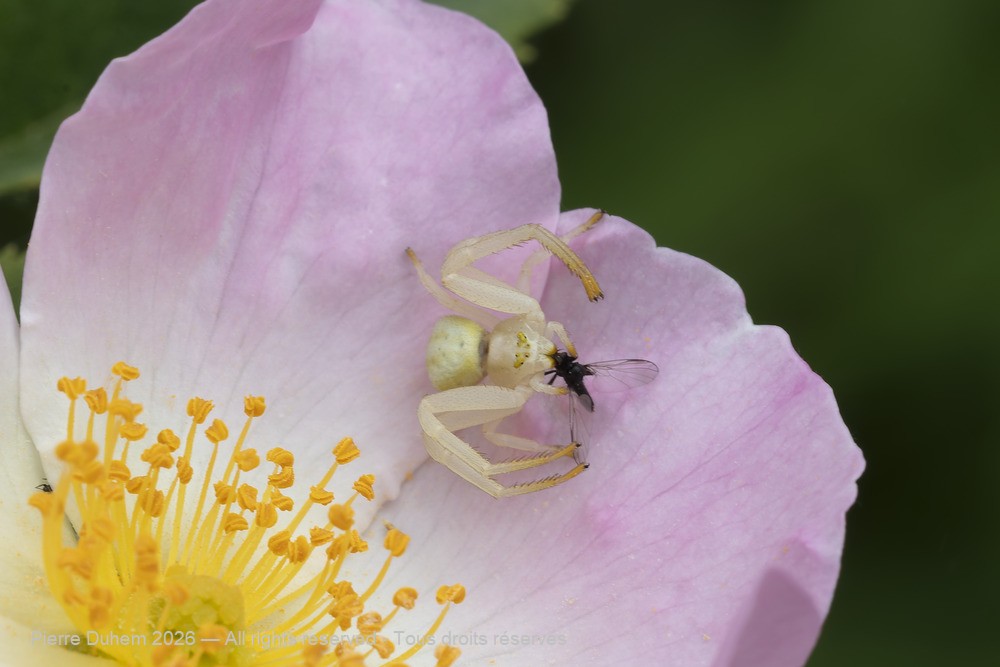 Arachnida > Araneae > Thomisidae > Misumena vatia
