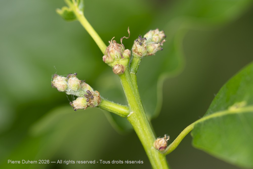  > Fagales > Fagaceae > Quercus pubescens
