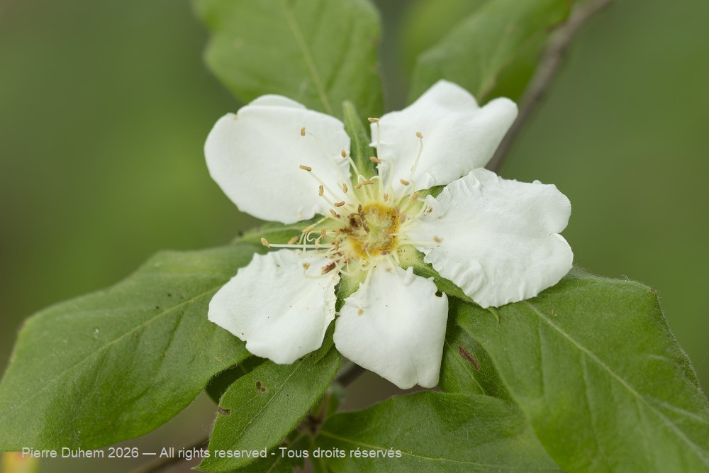  > Rosales > Rosaceae > Mespilus germanica