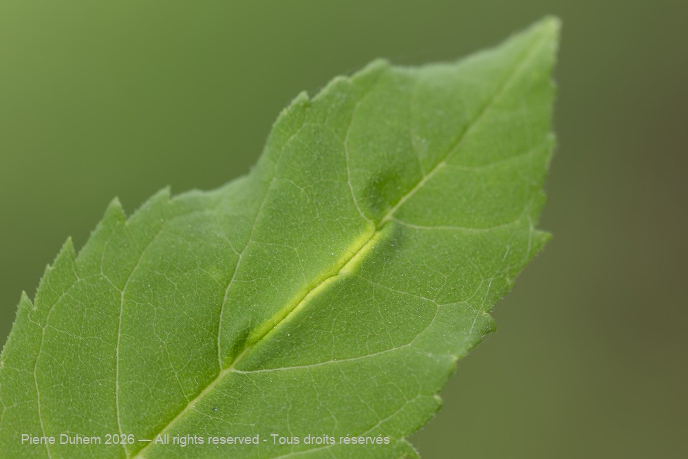 Dasineura acrophila