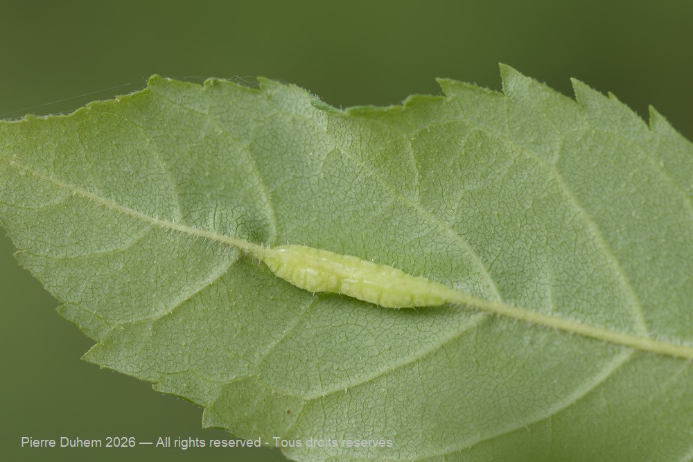 Dasineura acrophila