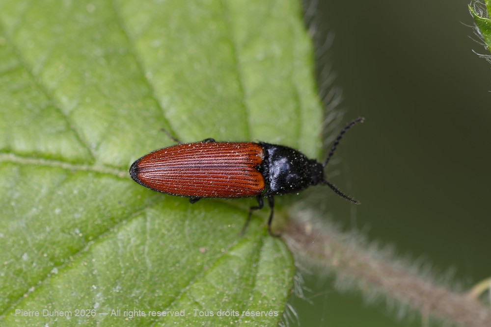 Insecta > Coleoptera > Elateridae > Ampedus elongatulus