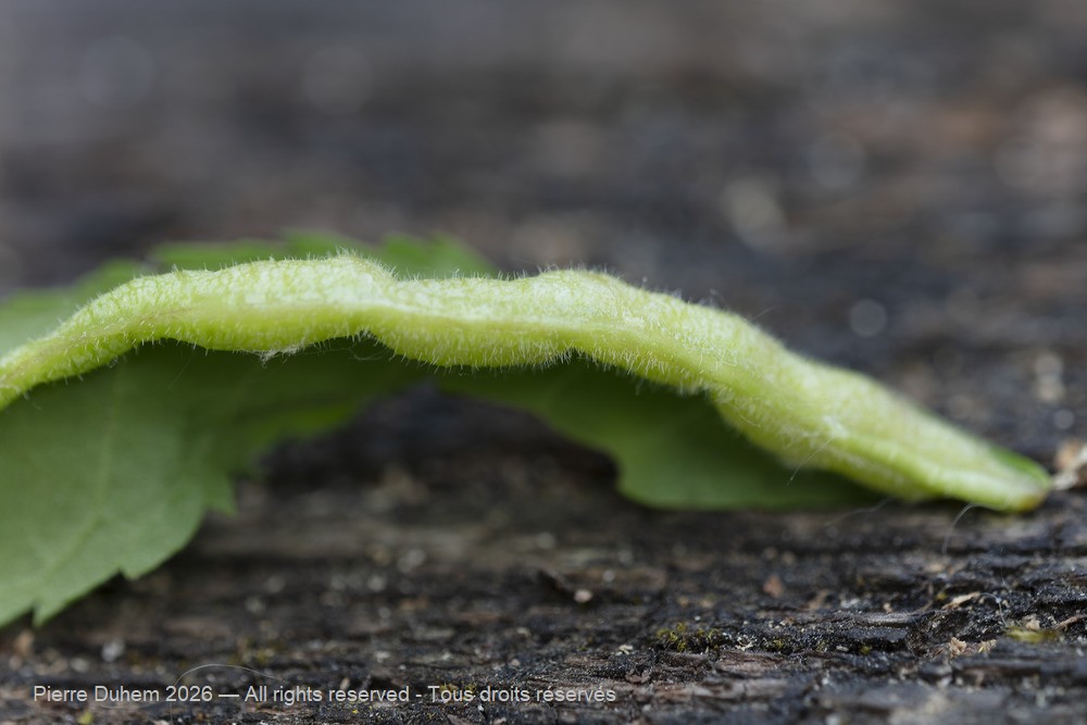 Dasineura acrophila