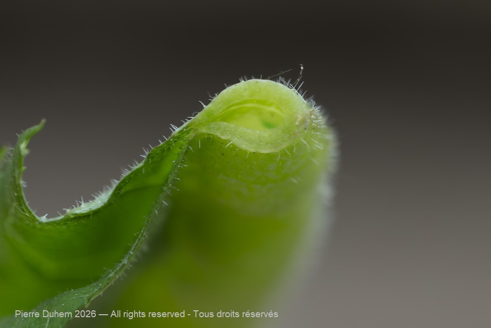 Dasineura acrophila