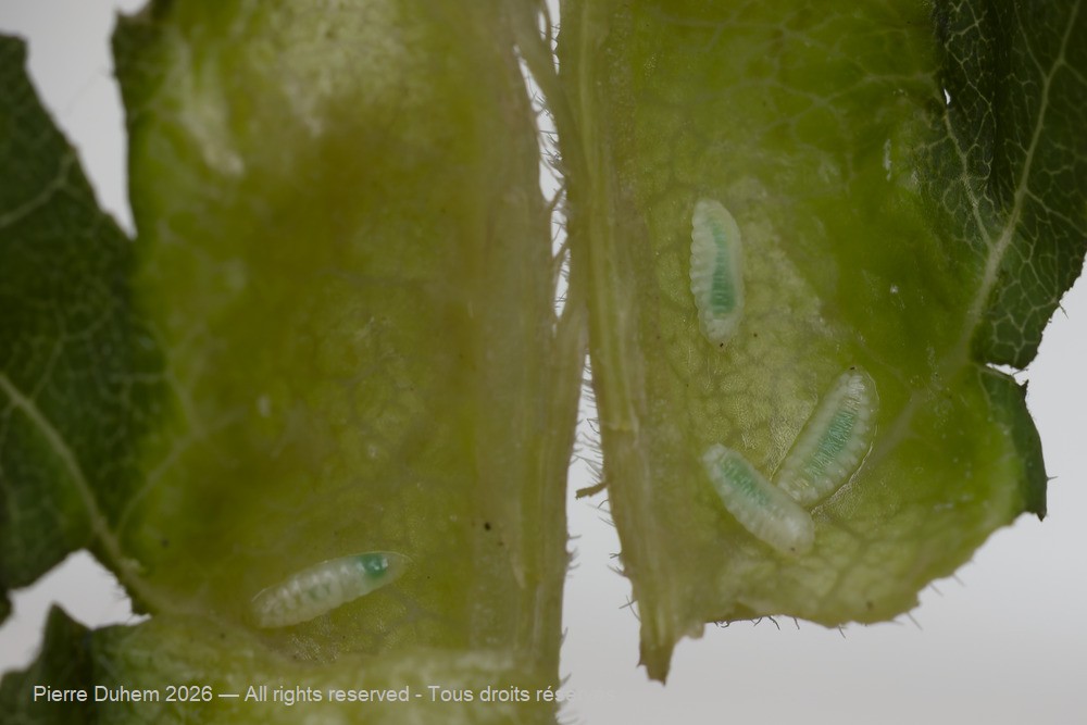 Dasineura acrophila