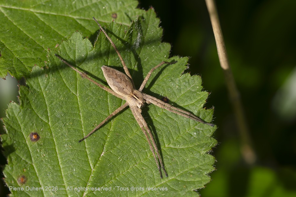 Arachnida > Araneae > Pisauridae > Pisaura mirabilis