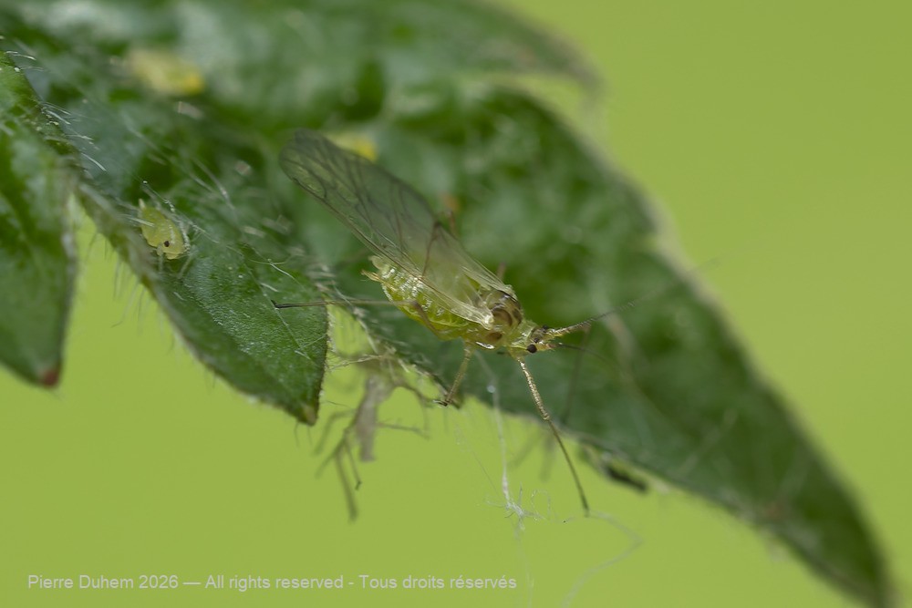 Macrosiphum gei
