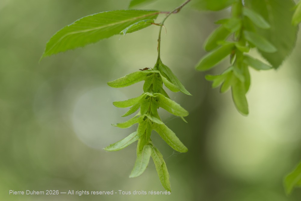 Carpinus betulus