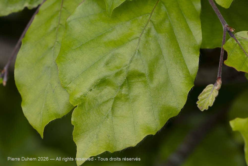 Aceria nervisequa