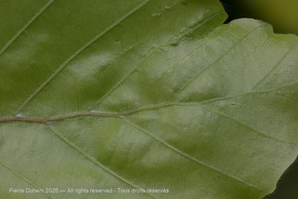 Aceria nervisequa