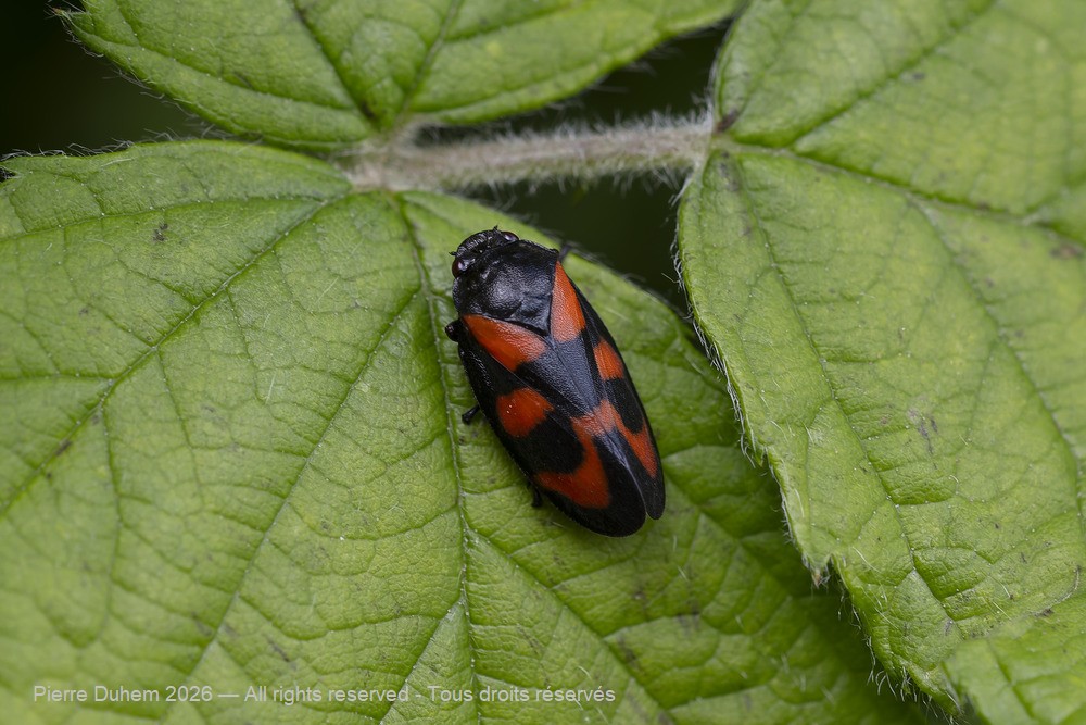 Insecta > Auchenorrhyncha > Cercopidae > Cercopis vulnerata