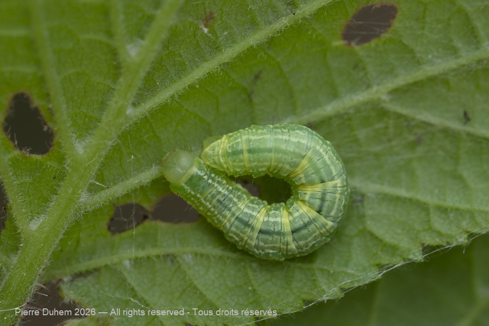 Operophtera brumata