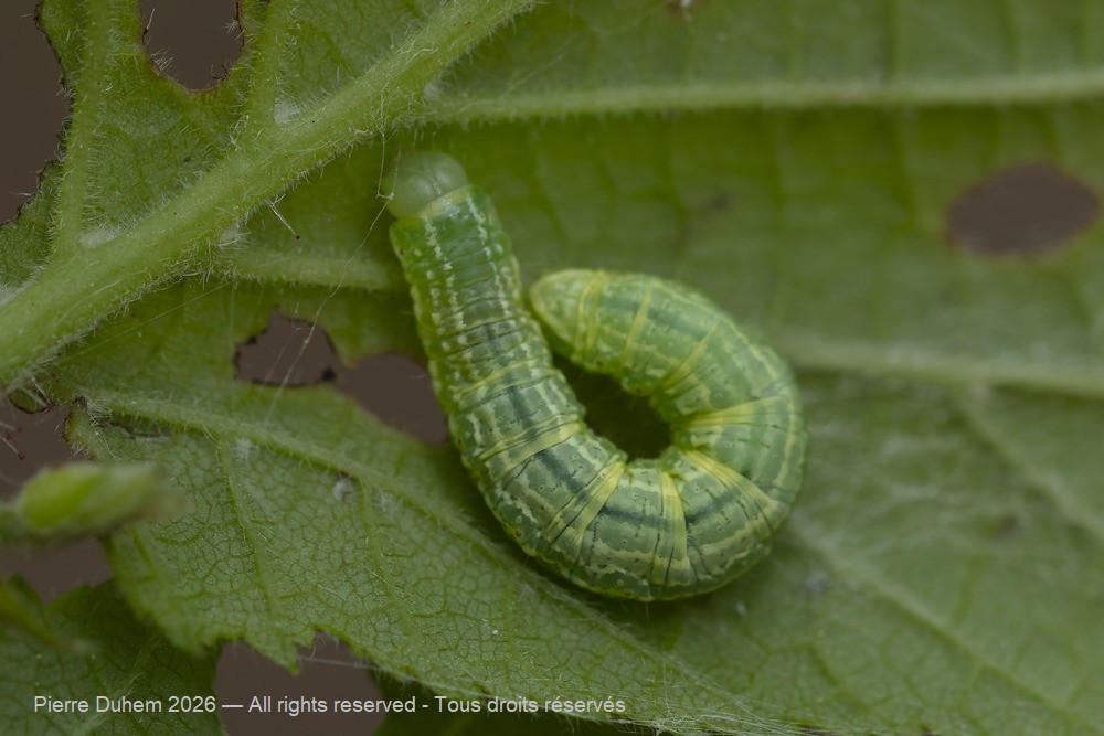 Operophtera brumata