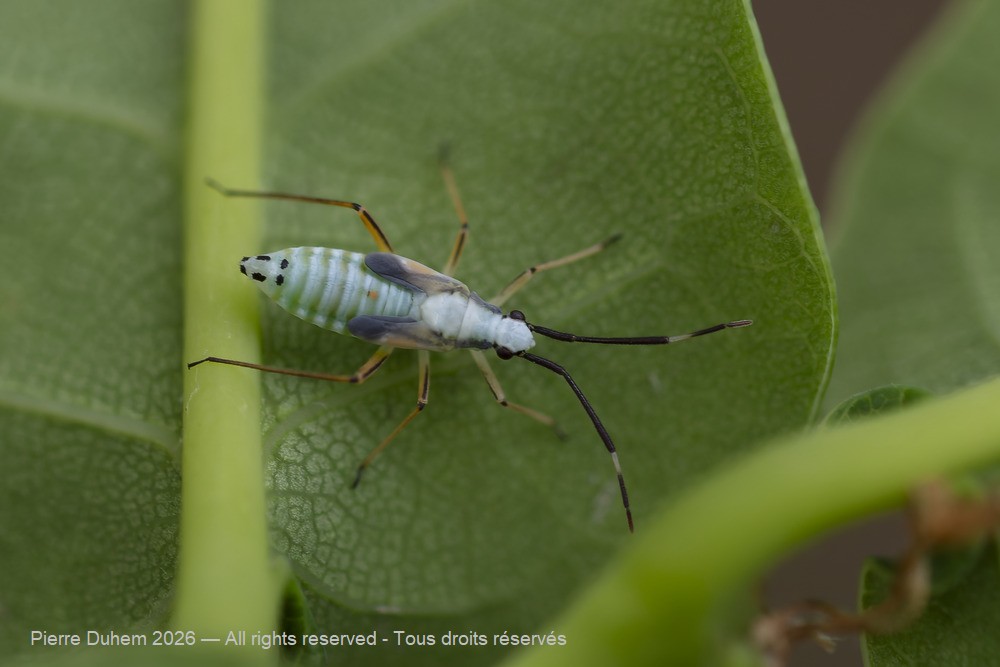Cyllecoris histrionius