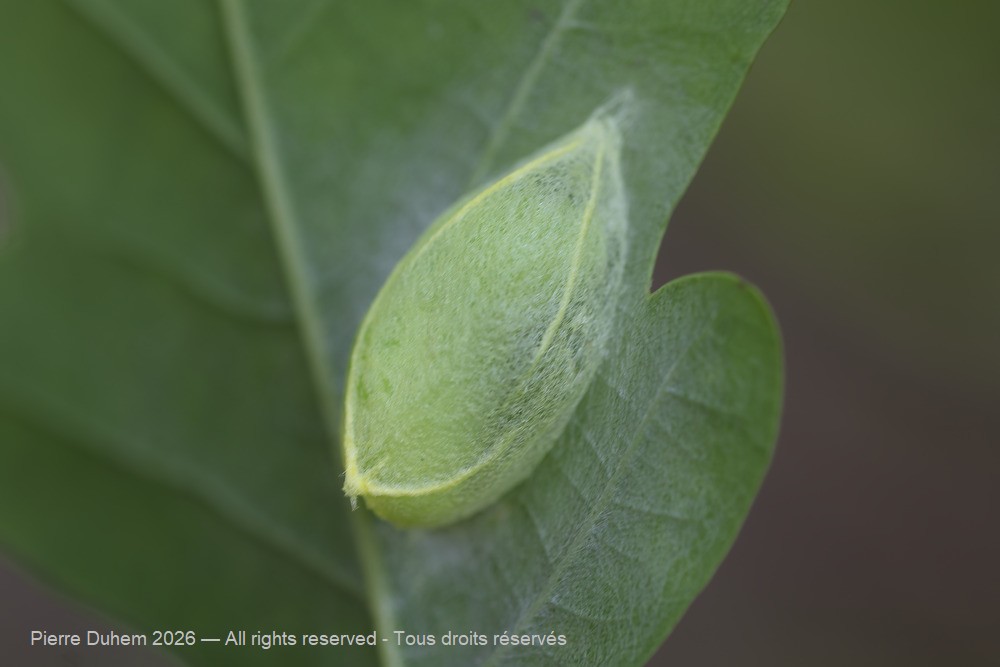 Bena bicolorana