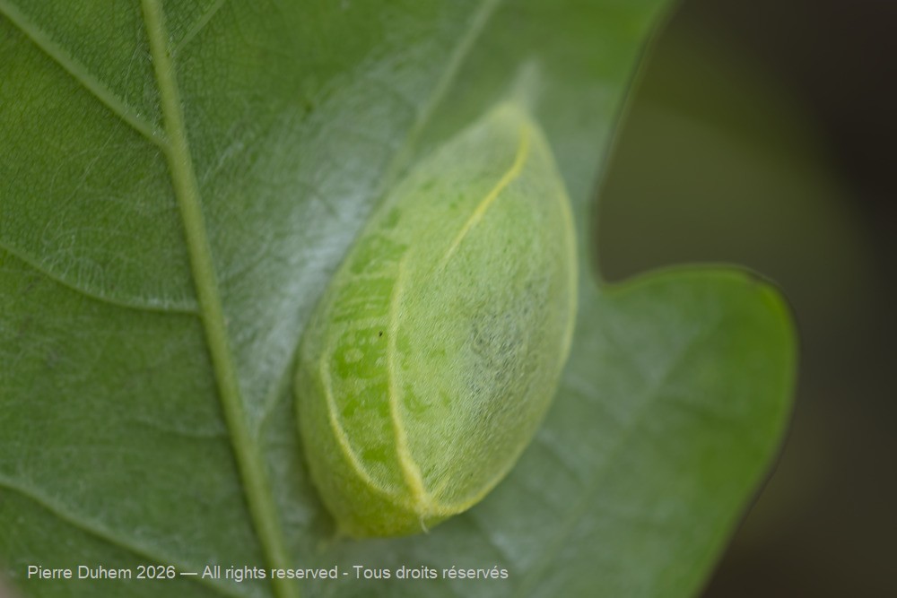 Bena bicolorana