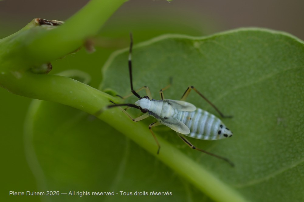 Cyllecoris histrionius