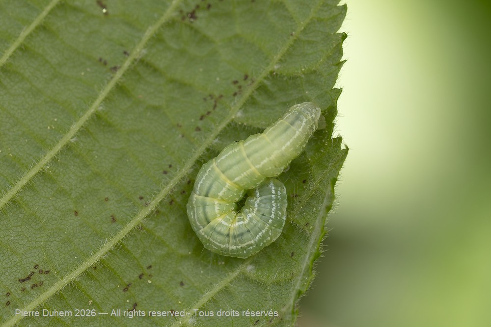Operophtera brumata
