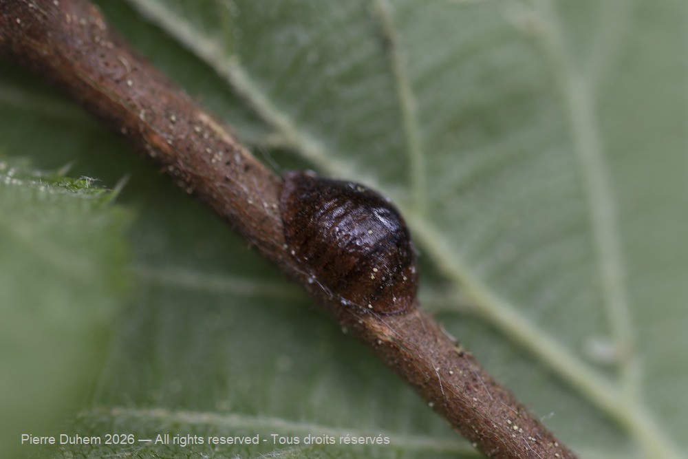 Parthenolecanium corni