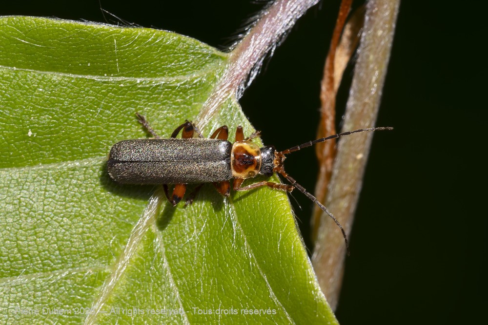 Cantharis nigricans