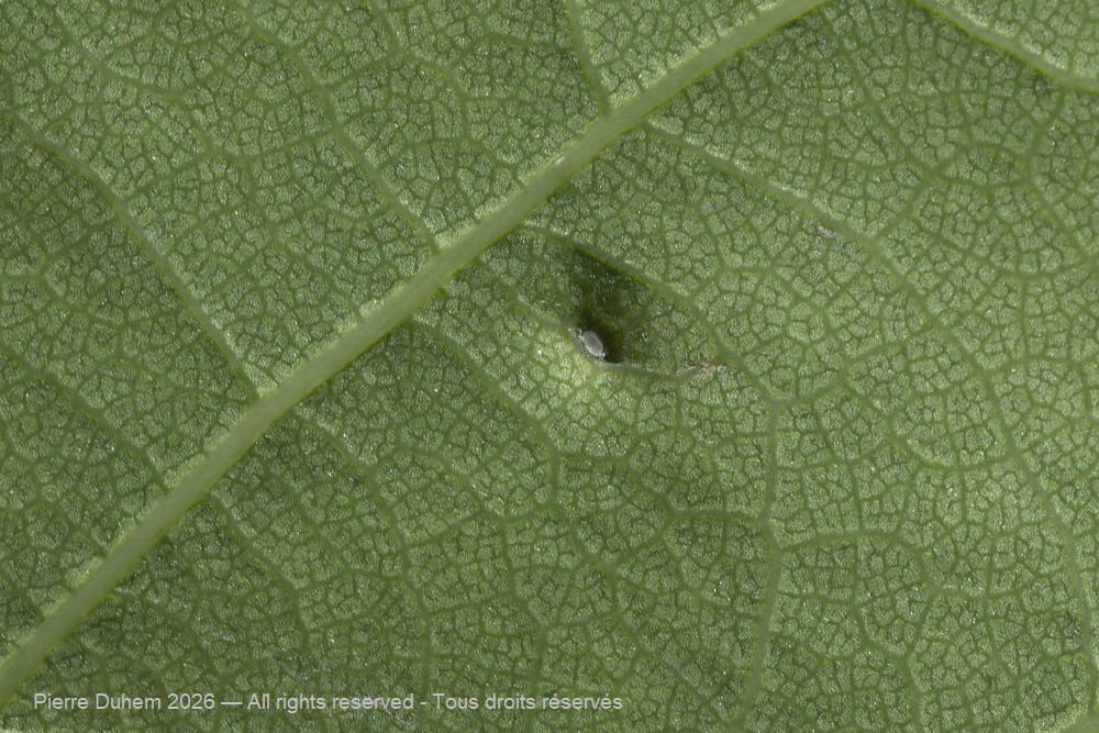 Trioza remota