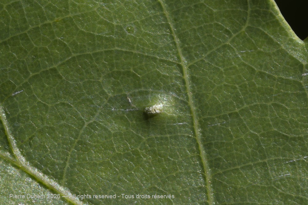 Trioza remota