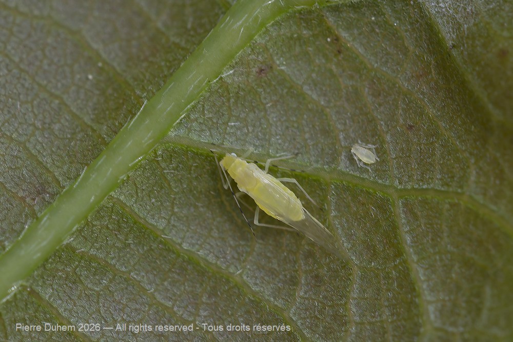 Tuberculatus annulatus