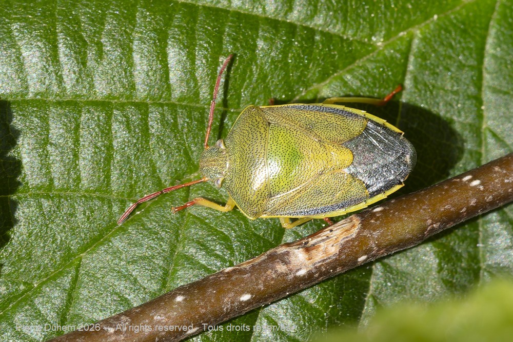 Insecta > Heteroptera > Pentatomidae > Piezodorus lituratus