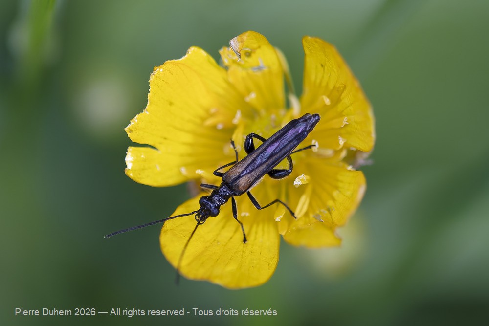 Insecta > Coleoptera > Oedemeridae > Oedemera pthysica