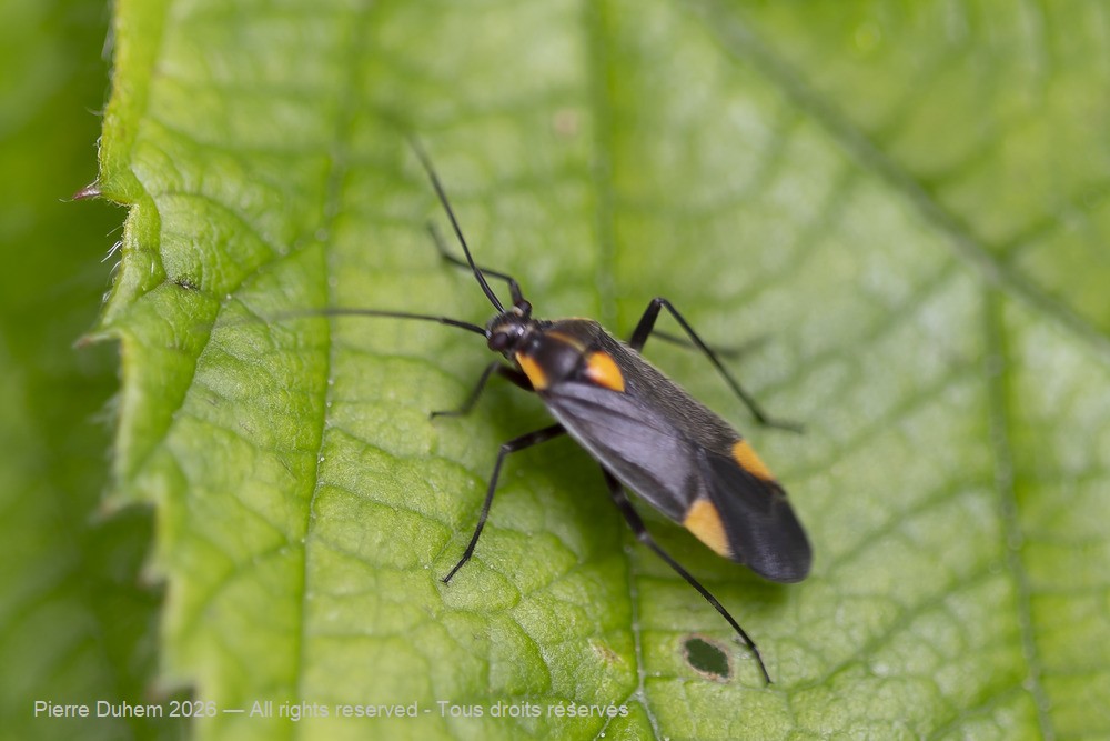 Insecta > Heteroptera > Miridae > Capsodes flavomarginatus