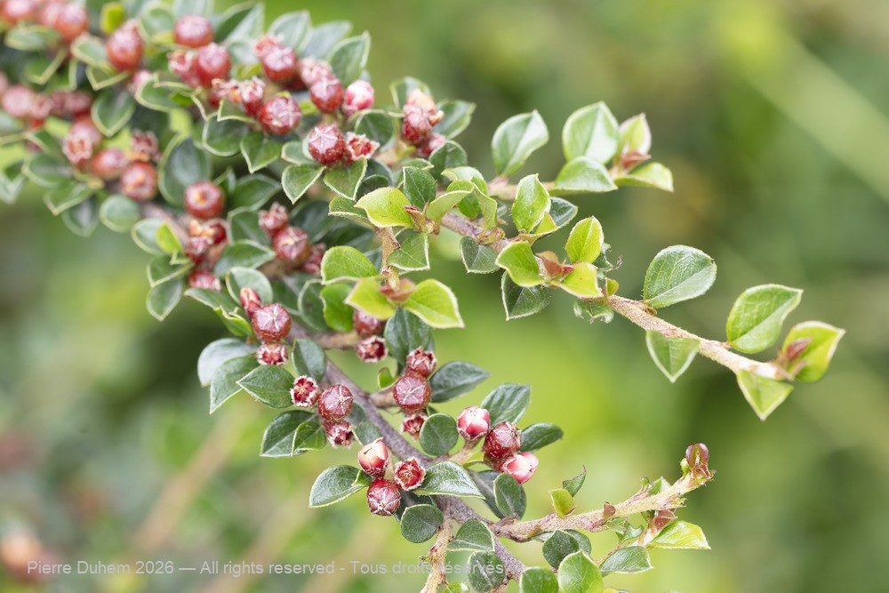  > Rosales > Rosaceae > Cotoneaster horizontalis