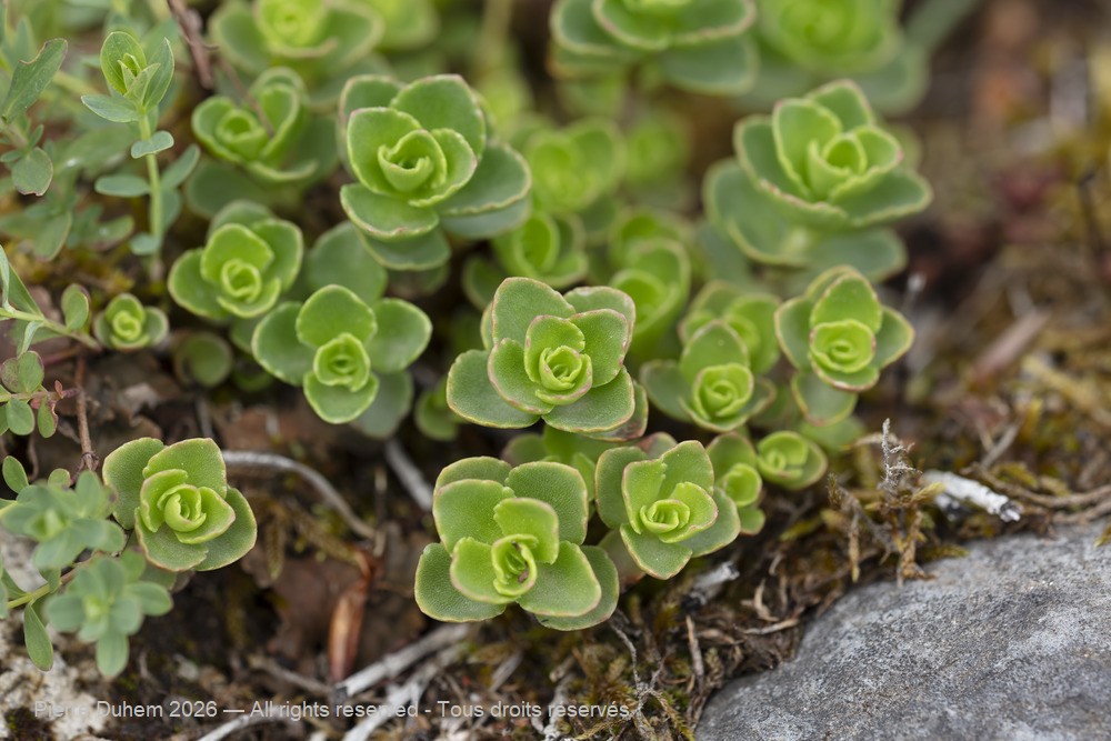  > Saxifragales > Crassulaceae > Phedimus spurius