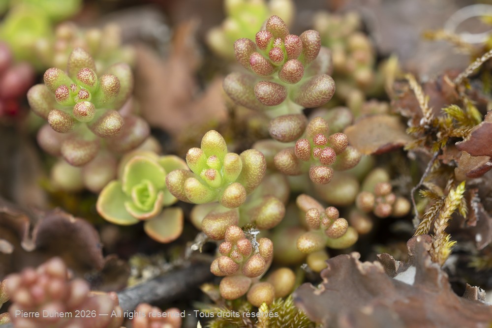  > Saxifragales > Crassulaceae > Sedum sp.