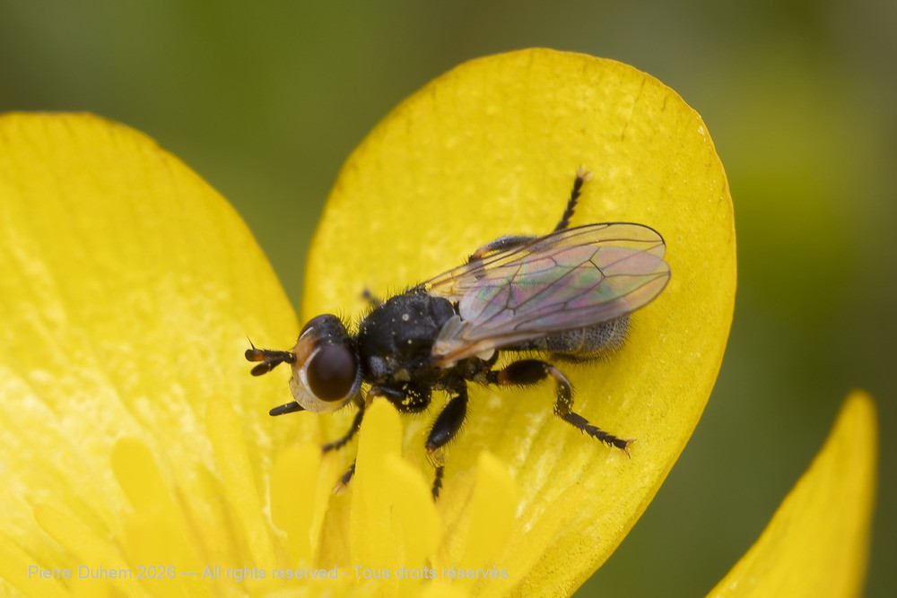 Insecta > Diptera > Conopidae > Thecophora sp.
