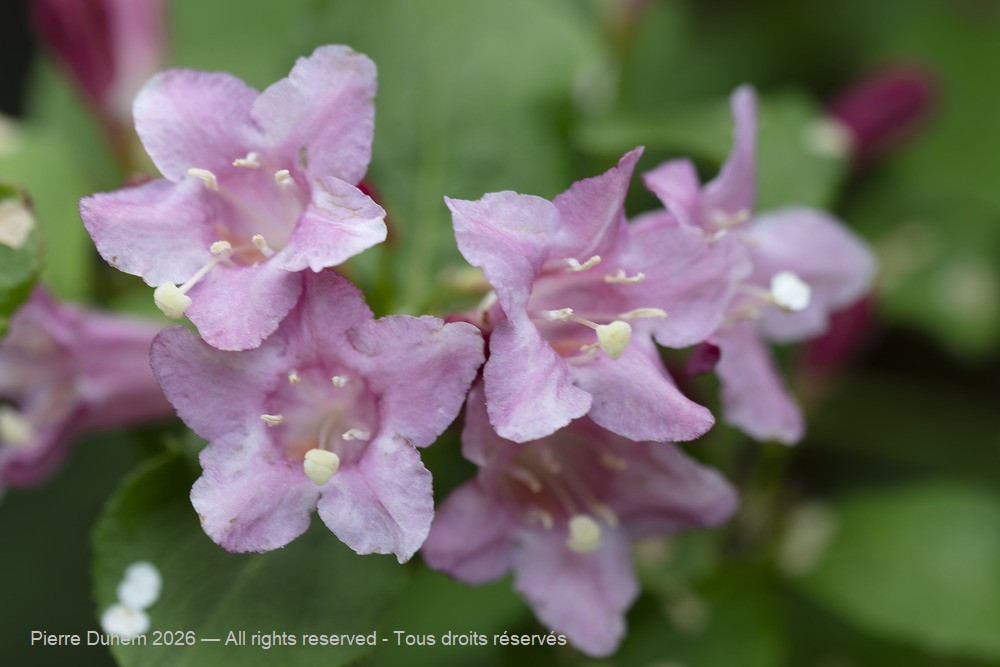  > Dipsacales > Caprifoliaceae > Weigela florida