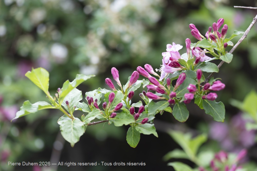  > Dipsacales > Caprifoliaceae > Weigela florida
