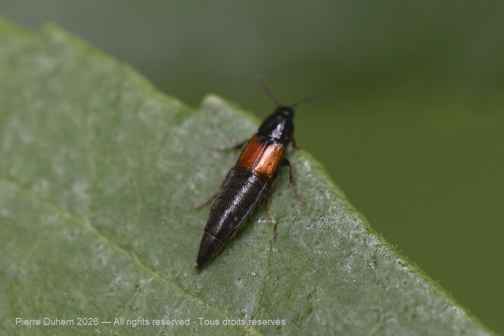 Insecta > Coleoptera > Staphylinidae > Mycetoporus sp.
