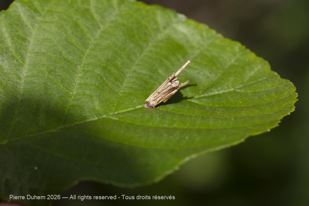 Insecta > Lepidoptera > Psychidae > Psyche sp.