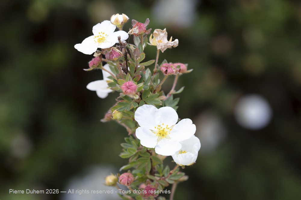  > Rosales > Rosaceae > Dasiphora fruticosa
