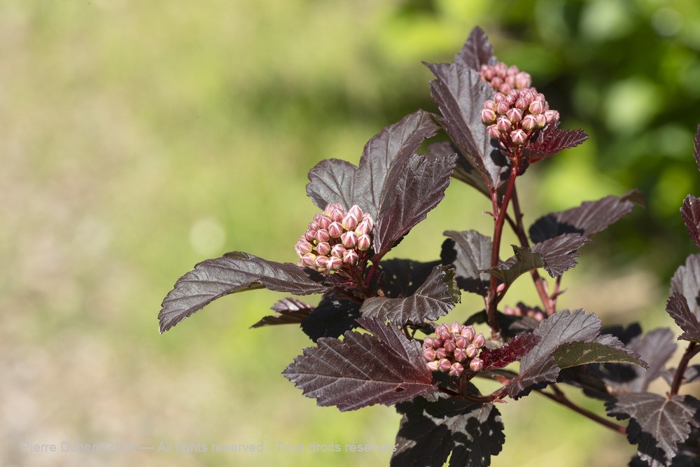  > Rosales > Rosaceae > Physocarpus opulifolius