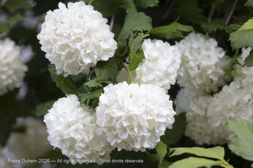  > Dipsacales > Adoxaceae > Viburnum macrocephalum