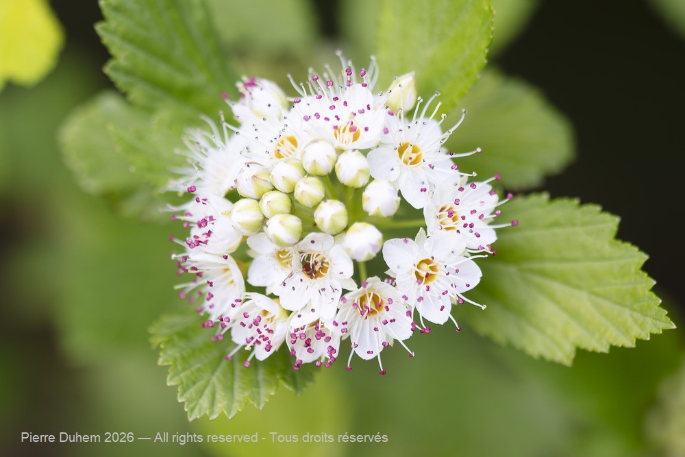  > Rosales > Rosaceae > Physocarpus capitatus